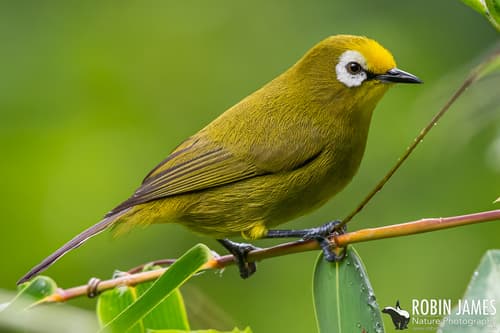 Kikuyu White-eye