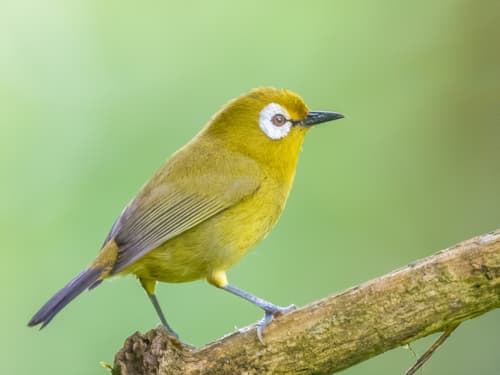 Kilimanjaro White-eye