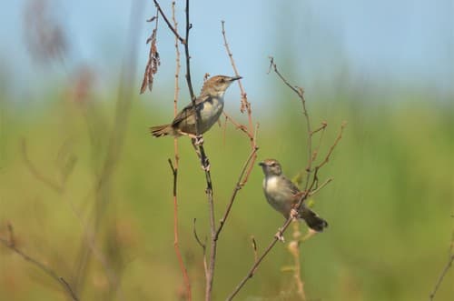 Kilombero Cisticola