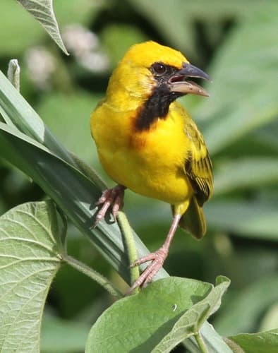 Kilombero Weaver