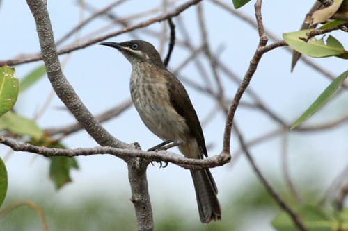 Kimberley Honeyeater