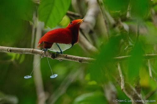 King Bird-of-Paradise