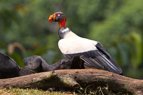 King Vulture
