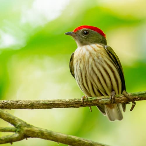 Kinglet Manakin