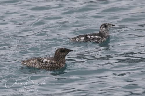 Kittlitz's Murrelet