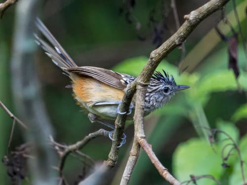 Klages's Antbird