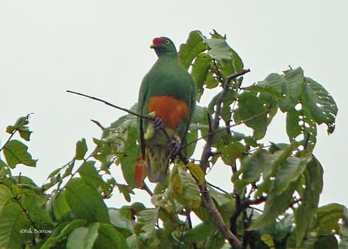 Knob-billed Fruit Dove