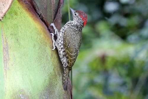 Knysna Woodpecker