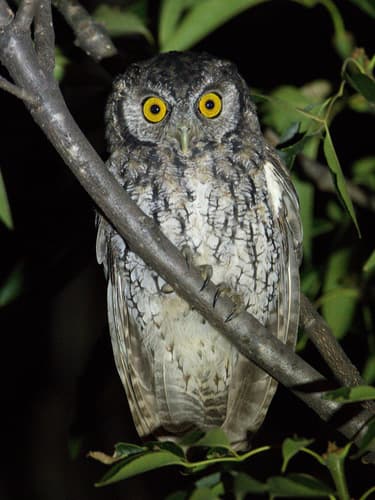 Koepcke's Screech-Owl