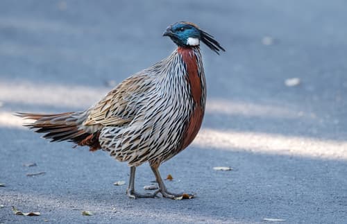 Koklass Pheasant