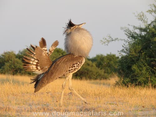 Kori Bustard