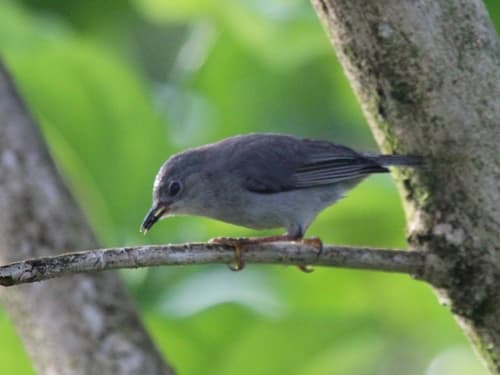 Kosrae White-eye