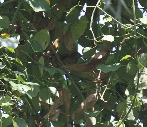 Kretschmer's Longbill