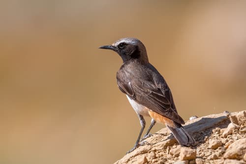 Kurdish Wheatear