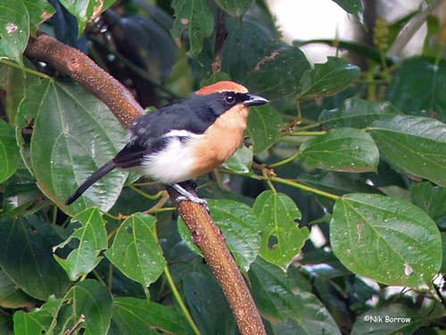 Lühder's Bushshrike