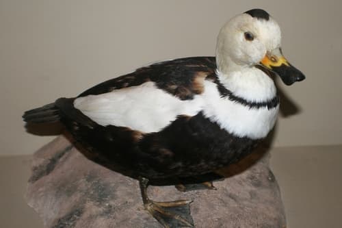 Labrador Duck