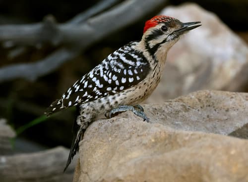 Ladder-backed Woodpecker