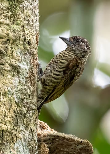 Lafresnaye's Piculet