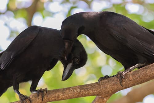 Large-billed Crow
