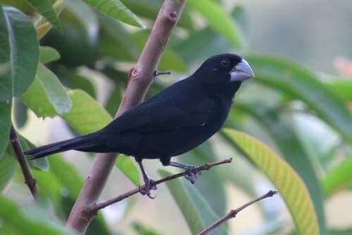 Large-billed Seed-Finch