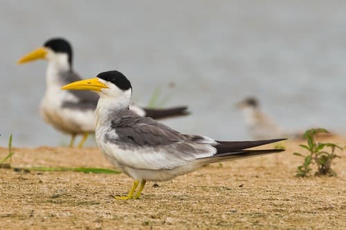 Large-billed Tern