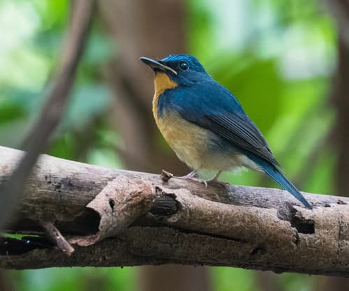 Large Blue Flycatcher
