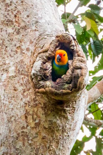 Large Fig Parrot