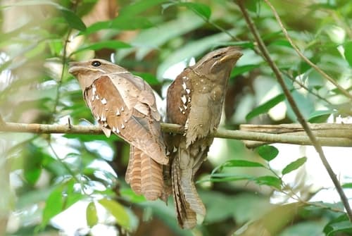 Large Frogmouth