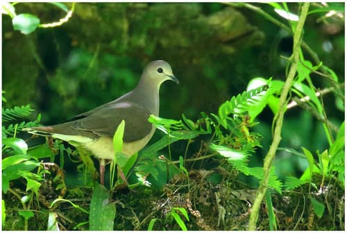 Large-tailed Dove