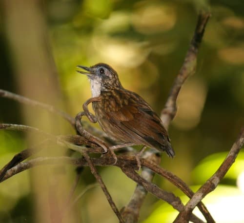 Large Wren-Babbler