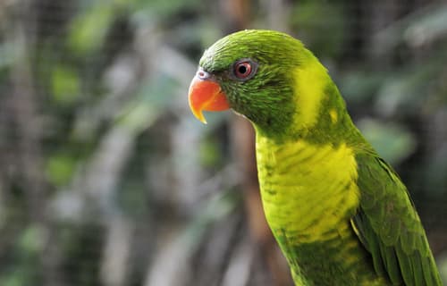 Leaf Lorikeet