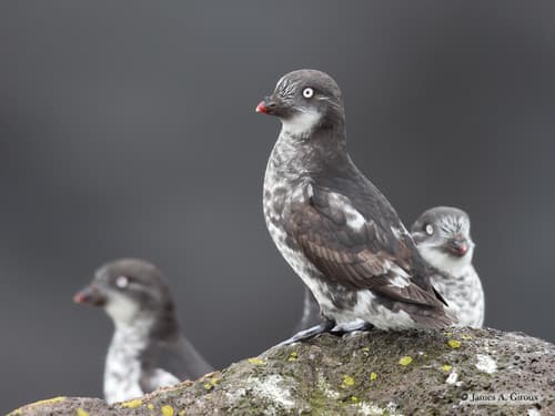 Least Auklet