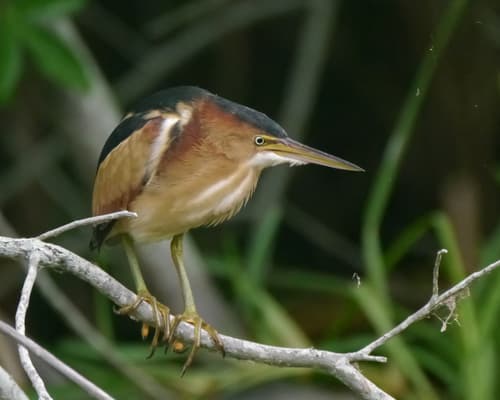 Least Bittern