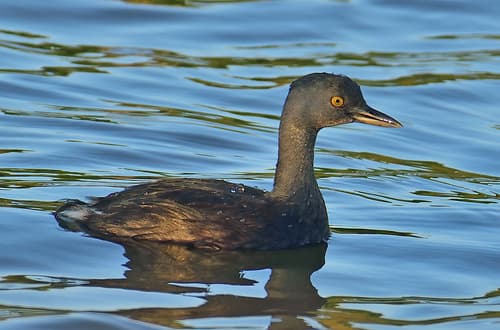 Least Grebe