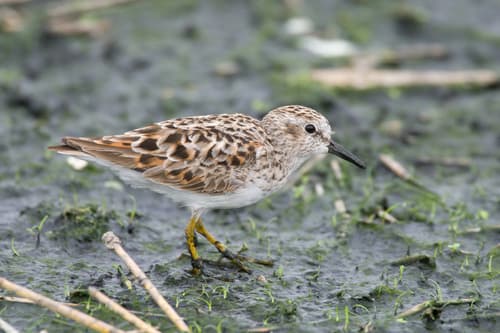 Least Sandpiper