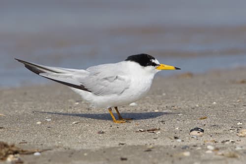 Least Tern