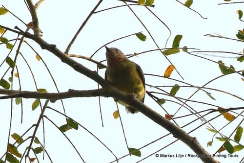Lemon-bellied Crombec