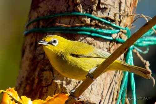 Lemon-bellied White-eye