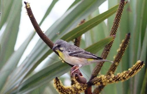 Lemon-breasted Seedeater