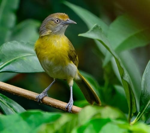 Lemon-chested Greenlet