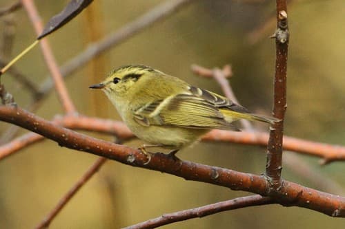 Lemon-rumped Warbler