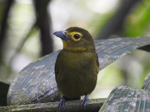 Lemon-spectacled Tanager