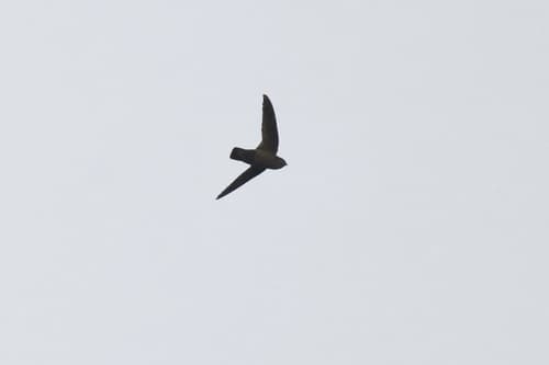 Lesser Antillean Swift