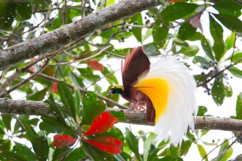Lesser Bird-of-Paradise