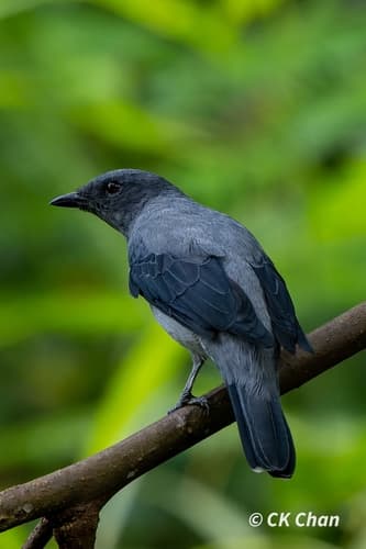 Lesser Cuckooshrike