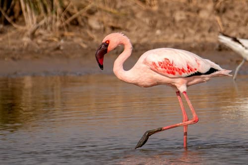 Lesser Flamingo