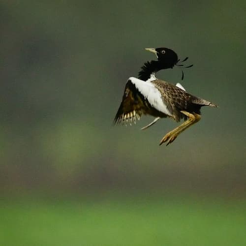 Lesser Florican