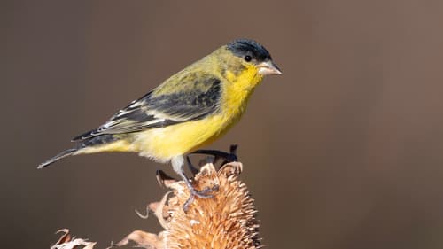 Lesser Goldfinch