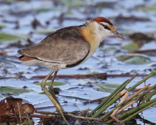 Lesser Jacana
