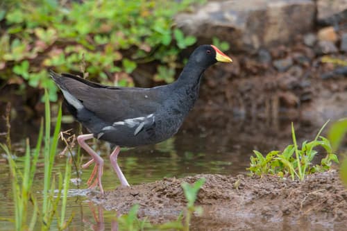 Lesser Moorhen